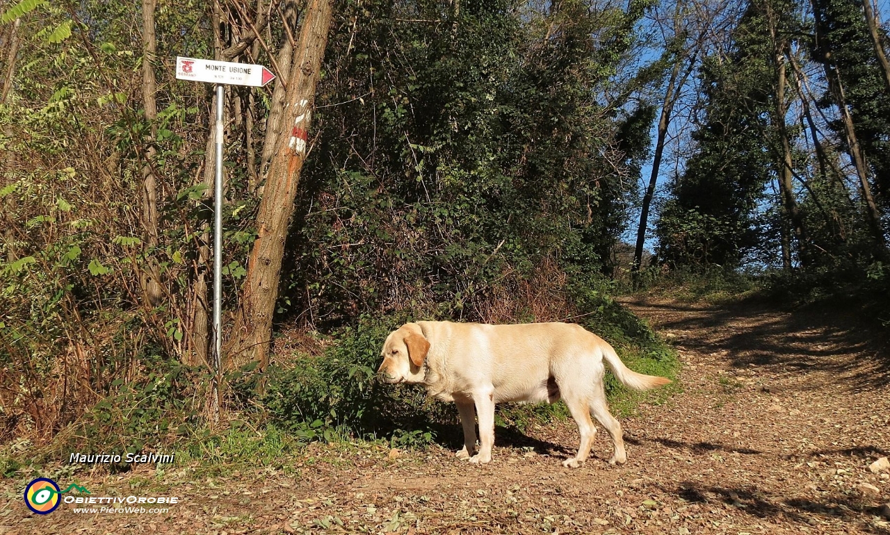 31 Sorpresa..!! Il cagnolone ha deciso di farmi da guida per l'Ubione....JPG